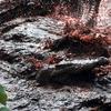 Krokodil