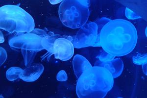 Meduze