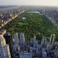 Zeleni New York