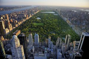 Zeleni New York
