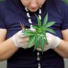 Marihuana